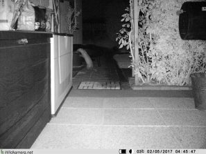 170502 erster Einsatz Wildkamera, Marder, HW 12 (29)