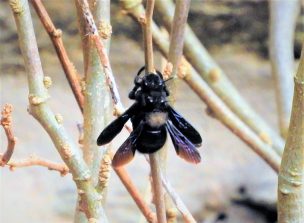 170516 Große Blaue Holzbiene, auch Blauschwarze oder Violettflügelige Holzbiene, (Xylocopa violacea), Paarung, Aufnahme K