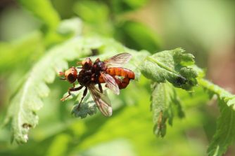 170621 Paarung Gemeine Breitstirnblasenkopffliege (Sicus ferrugineus), Bärbach, Weiher (50)