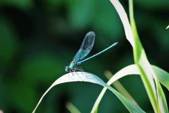 170705 Gebänderte Prachtlibelle (Calopteryx splendens), Mühlgraben, Wirth, Freiendiez (464)