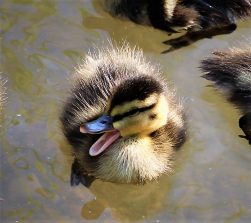 Der Wirt in Freiendiez ist mehr als ein Spaziergang wert
