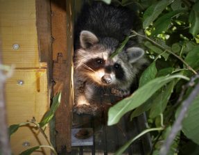 170720 Waschbär- Waschi Schmidt (35) a