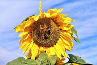170723 Sonnenblumen, Cramberg (20)