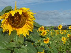 170723 Sonnenblumen, Cramberg (95)