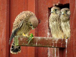 Turmfalke RER 008 raw