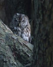 Waldkauzwm
