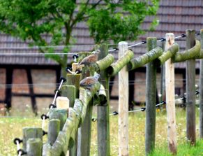 Turteltauben im Birlenbacher Feld