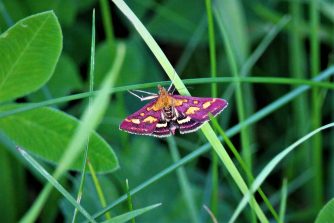 170803 Purpurroter Zünsler (Pyrausta purpuralis), Bärbach (123)