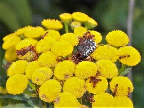 170806 Trauer-Rosenkäfer (Oxythyrea funesta), rote Ameisen, Hochspannungsleitung, Bärbach-Habenscheid, Schönborn (39)