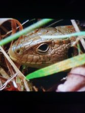 IMG-20170925-WA0005