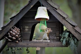 171030 Maus, Vogelhäuschen, HW (6) a - Kopie
