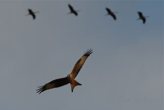 Rotmilan als Flugbegleiter