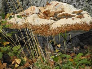 171008 Tropfender Schillerporling (Inonotus dryadeus), Weg Hausen-Balduinstein (2)