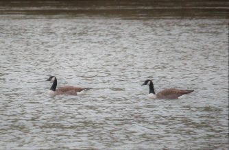 170107 Kanadagans (Branta canadensis), Lahnwiesen Aull, Hochwasser (1)