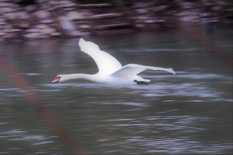 180114 Höckerschwan, fliegend, Lahn, Diez