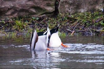 180114 Stockerpel, Synchronschwimmen, Haltungsnote 10, Lahn, Diez (2)