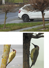 Grünspechte