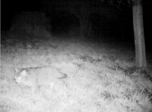 Wildkatze