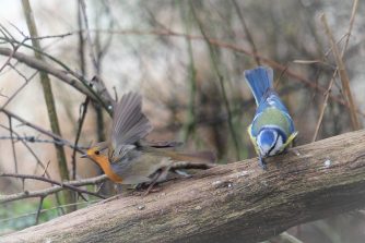 180208 Rotkehlchen, Blaumeise, Bärbach (378)