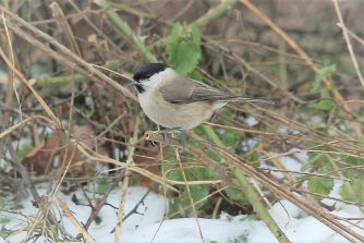 180208 Sumpfmeise, Bärbach (10)