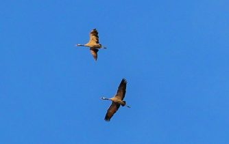 180212 Kraniche, Wasenbach (21) a
