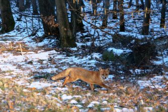 5) 180228 Fuchs, geschafft, L 323, Wald bei Habenscheid