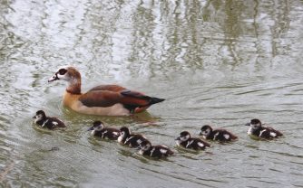 180310 Nilgänse, Küken, Wirt, Freiendiez (17) a