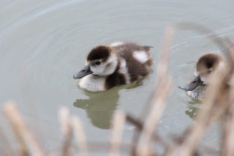 180310 Nilgänse, Küken, Wirt, Freiendiez (28)