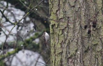 180312 Gartenbaumläufer (Certhia brachydactyla), Aartal zwischen Holzheim u