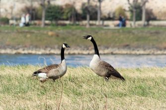180325 Kanadagans, Rhein bei Kaltenengers (66)