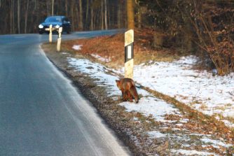 2) 180228 Fuchs, ob der mich sieht, L 323, Wald bei Habenscheid