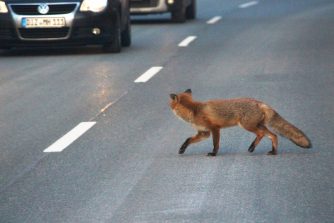 3) 180228 Fuchs, immer die Autos im Blick haben, L 323, Wald bei Habenscheid