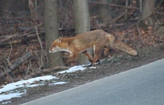 4) 180228 Fuchs, schnell in den Wald, L 323, Wald bei Habenscheid