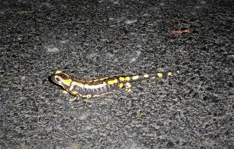 180404 Salamander, Holzbachtal (7)