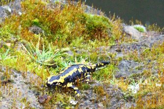 180405 Feuersalamander (Salamandra salamandra), Holzbachtal (32)