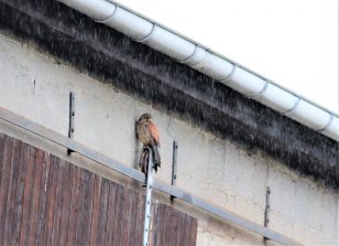 180411 Turmfalke, Regen, feldscheune, Cramberg (53)