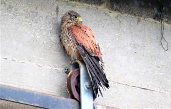 180411 Turmfalke, Regen, feldscheune, Cramberg (64)