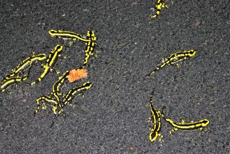 180413 Feuersalamander, Holzbachtal (42)