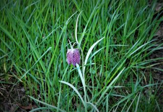180419 Schachblume (Fritillaria meleagris), Birlenbach, A
