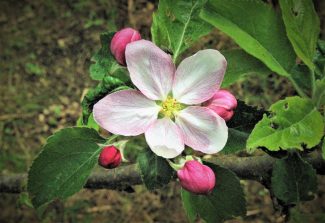 180423 Apfelbaum, Blüten, HW