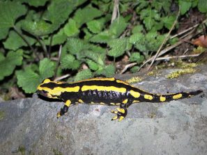 Feuersalamander im Holzbachtal