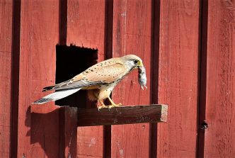 180512 Turmfalke (a), Terzel mit Maus, Feldscheune, Cramberg (43)
