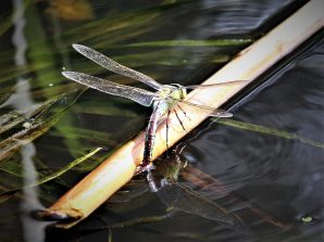 180526 Große Königslibelle (Anax imperator), weibl