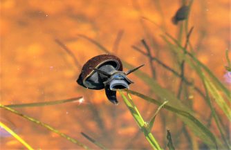 180526 Stagnicola palustris · Gemeine Sumpfschnecke, Waldteich Schönborn (73)