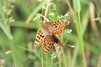 180602 Kleiner Perlmuttfalter (Issoria lathonia), unterer Weiher, Bärbach (27)