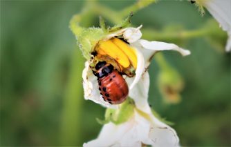 180622 Kartoffelkäferlarven, Feld, Ute und Gerd (41)