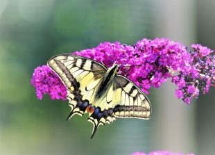 180630 Schwalbenschwanz, HW (11)