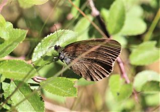 180708 Brauner Waldvogel (Aphantopus hyperantus), es handelt sich um die in Mitteleuropa und Südengland vorkommende seltene Form arete, Cramberg (65)