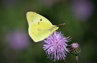 180708 Goldene Acht (Colias hyale), Cramberg (31)