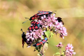 180709 Sechsfleck-Widderchen, Natur Gelände Axel W